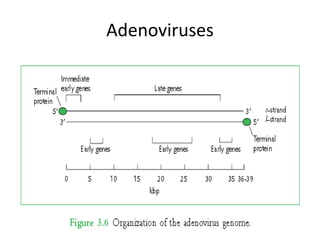 Adenoviruses
 