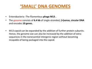 ‘SMALL’ DNA GENOMES
• Enterobacteria -The filamentous phage M13 .
• The genome consists of 6.4 kb of single-stranded, (+)sense, circular DNA
and encodes 10 genes.
• M13 capsid can be expanded by the addition of further protein subunits.
Hence, the genome size can also be increased by the addition of extra
sequences in the nonessential intergenic region without becoming
incapable of being packaged into the capsid.
 
