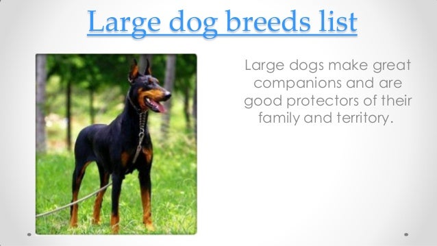big breeds list large breeds list big breeds list large breeds list