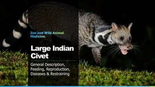 Large Indian
Civet
General Description,
Feeding, Reproduction,
Diseases & Restraining
 