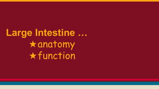 Large Intestine …
★anatomy
★function
 