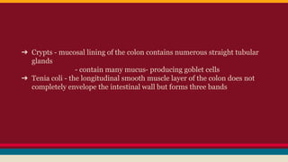 ➔ Crypts - mucosal lining of the colon contains numerous straight tubular
glands
- contain many mucus- producing goblet cells
➔ Tenia coli - the longitudinal smooth muscle layer of the colon does not
completely envelope the intestinal wall but forms three bands
 