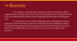 - is a straight , muscular tube that begins at the termination of the
sigmoid colon and ends at the anal canal. The muscular tunic is smooth muscle
and it is relatively thick in the rectum compared with the rest of the digestive
tract.
- is continuous above with the sigmoid colon, while below it ends in
anal canal. From its origin at the level of the third sacral vertebral its passes
downward, lying in the sacrococcygeal curve and extends for about 2.5 cm in
front of and a little below, the tip of the coccyx as far as the apex of the
prostate.
➢Rectum
 