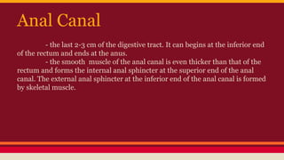 Anal Canal
- the last 2-3 cm of the digestive tract. It can begins at the inferior end
of the rectum and ends at the anus.
- the smooth muscle of the anal canal is even thicker than that of the
rectum and forms the internal anal sphincter at the superior end of the anal
canal. The external anal sphincter at the inferior end of the anal canal is formed
by skeletal muscle.
 