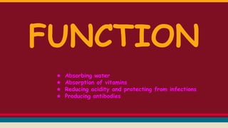 FUNCTION
★ Absorbing water
★ Absorption of vitamins
★ Reducing acidity and protecting from infections
★ Producing antibodies
 