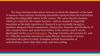 The large intestine takes about 16 hours to finish the digestion of the food.
It removes water and any remaining absorbable nutrients from the food before
sending the indigestible matter to the rectum. The colon absorbs vitamins
which are created by the colonic bacteria - such as vitamin K (especially
important as the daily ingestion of vitamin K is not normally enough to
maintain adequate blood coagulation), vitamin B12, thiamine and riboflavin. It
also compacts feces, and stores fecal matter in the rectum until it can be
discharged via the anus in defecation. The large intestine also secretes K+ and
Cl-. Chloride secretion increases in cystic fibrosis. Recycling of various
nutrients takes place in colon. Examples include fermentation of
carbohydrates, short chain fatty acids, and urea cycling.
 
