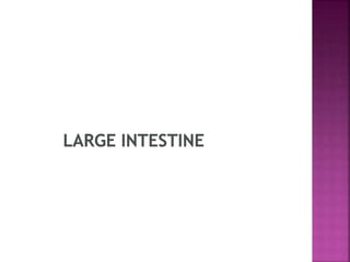 largeintestine-150227153409-conversion-gate02 - Copy.pptx