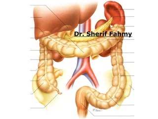 Ladder Intestine Large Intestines (Anatomy of the Abdomen) | PPS