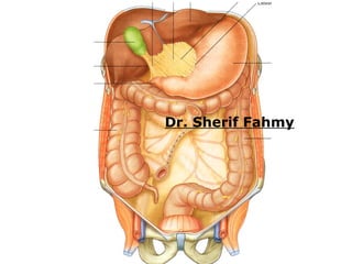 Ladder Intestine Large Intestines (Anatomy of the Abdomen) | PPS