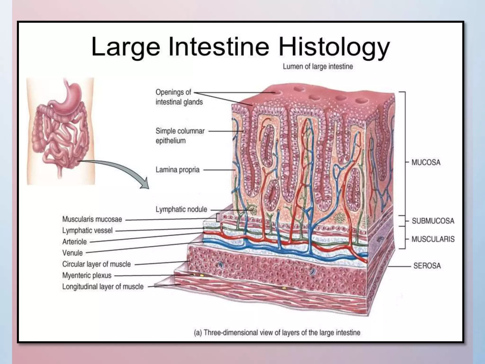 Large intestine | PPTX