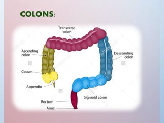 Large intestine | PPTX