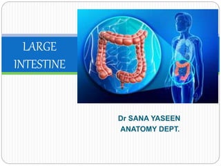 Dr SANA YASEEN
ANATOMY DEPT.
LARGE
INTESTINE
 