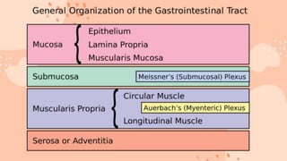 large intestine .pptx