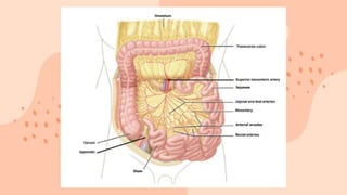 large intestine .pptx