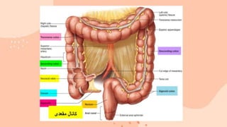 large intestine .pptx