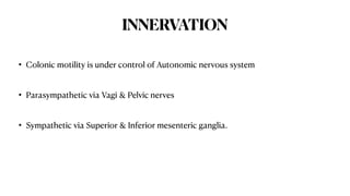 Comprehensive Overview of Large Intestine Anatomy and Malrotation ...