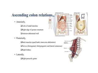 Large Intestine Routiing large INTESTINE3.pptx large intestine anatomy | PPTX