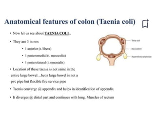 Talitis large INTESTINE3.pptx large intestine anatomy | PPTX