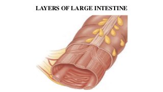 LAYERS OF LARGE INTESTINE
 