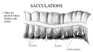 SACCULATIONS
• They are
present where
taeniae coli
exists.
 