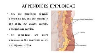 APPENDICES EPIPLOICAE
• They are peritoneal pouches
containing fat, and are present in
the entire gut except caecum,
appendix and rectum.
• The appendices are more
numerous in the transverse colon,
and sigmoid colon.
 