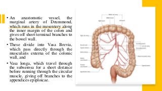 • An anastomotic vessel, the
marginal artery of Drummond,
which runs in the mesentery along
the inner margin of the colon and
gives off short terminal branches to
the bowel wall.
• These divide into Vasa Brevia,
which pass directly through the
muscularis externa of the colonic
wall, and
• Vasa longa, which travel through
the subserosa for a short distance
before running through the circular
muscle, giving off branches to the
appendices epiploicae.
 