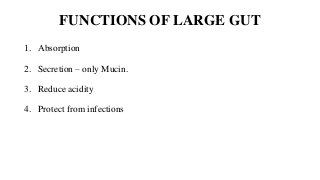 FUNCTIONS OF LARGE GUT
1. Absorption
2. Secretion – only Mucin.
3. Reduce acidity
4. Protect from infections
 