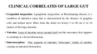 CLINICAL CORRELATES OF LARGE GUT
• Congenital megacolon: Aganglionic megacolon, or Hirschsprung disease, is a
condition of unknown cause that is characterized by the absence of ganglion
cells and normal nerve fibres from the distal (or lower) 3 to 40 cm (1 to 16
inches) of the large intestine.
• Volvulus: Loop of intestine twists around itself and the mesentery that supports
it, resulting in a bowel obstruction.
• Intussusception: One segment of intestine "telescopes" inside of another,
causing an intestinal obstruction.
 
