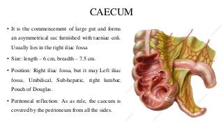 CAECUM
• It is the commencement of large gut and forms
an asymmetrical sac furnished with taeniae coli.
Usually lies in the right iliac fossa
• Size: length – 6 cm, breadth – 7.5 cm.
• Position: Right iliac fossa, but it may Left iliac
fossa, Umbilical, Sub-hepatic, right lumbar,
Pouch of Douglas.
• Peritoneal reflection: As as rule, the caecum is
covered by the peritoneum from all the sides.
 