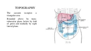 TOPOGRAPHY
The caecum occupies a
triangular area
Bounded above by trans-
tubercular plane, below by fold
of groin and medially by right
lateral plane.
 