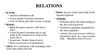 RELATIONS
• In front:
• Anterior abdominal wall
• Lower margin of greater omentum
• Coils of ileum, provided caecum is empty
• Behind:
• Right ilio-psoas muscles with fascia
iliaca
• Lateral femoral cutaneous nerve and
trunk of the femoral nerve deep to the
fascia iliaca
• Sometimes, Genito-femoral nerve
• Retro-caecal recess of peritoneum
• Above: It is continuous with ascending colon
at the trans-tubercular line.
• Below: It rests on the lateral half of the
inguinal ligament
• Medially:
• Terminal part of the ileum ending at
the ileo-caecal junction
• Vermiform appendix suspended by
the meso-appendix
• inferior ileo-caecal recess which is
bounded in front by a non-vascular
fold – ‘Bloodless fold of Treves’
 