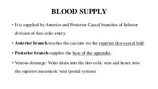 BLOOD SUPPLY
• It is supplied by Anterior and Posterior Caecal branches of Inferior
division of ileo-colic artery.
• Anterior branch reaches the caecum via the superior ileo-caecal fold.
• Posterior branch supplies the base of the appendix.
• Venous drainage: Veins drain into the ileo-colic vein and hence into
the superior mesenteric vein (portal system)
 