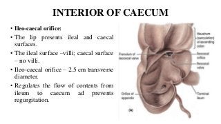 INTERIOR OF CAECUM
• Ileo-caecal orifice:
• The lip presents ileal and caecal
surfaces.
• The ileal surface –villi; caecal surface
– no villi.
• Ileo-caecal orifice – 2.5 cm transverse
diameter.
• Regulates the flow of contents from
ileum to caecum ad prevents
regurgitation.
 