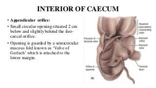 INTERIOR OF CAECUM
• Appendicular orifice:
• Small circular opening situated 2 cm
below and slightly behind the ileo-
caecal orifice.
• Opening is guarded by a semicircular
mucous fold known as ‘Valve of
Gerlach’ which is attached to the
lower margin.
 
