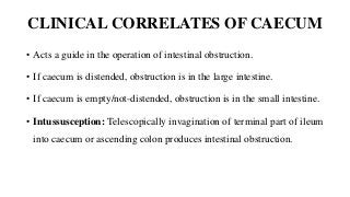 CLINICAL CORRELATES OF CAECUM
• Acts a guide in the operation of intestinal obstruction.
• If caecum is distended, obstruction is in the large intestine.
• If caecum is empty/not-distended, obstruction is in the small intestine.
• Intussusception: Telescopically invagination of terminal part of ileum
into caecum or ascending colon produces intestinal obstruction.
 