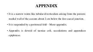 APPENDIX
• It is a narrow worm like tubular diverticulum arising from the postero-
medial wall of the caecum about 2 cm below the ileo-caecal junction.
• It is suspended by a peritoneal fold – Meso-appendix.
• Appendix is devoid of taeniae coli, sacculations and appendices
epiploicae.
 