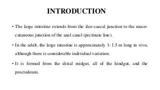 INTRODUCTION
• The large intestine extends from the ileo-caecal junction to the muco-
cutaneous junction of the anal canal (pectinate line).
• In the adult, the large intestine is approximately 1–1.5 m long in vivo,
although there is considerable individual variation.
• It is formed from the distal midgut, all of the hindgut, and the
proctodeum.
 