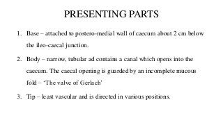 PRESENTING PARTS
1. Base – attached to postero-medial wall of caecum about 2 cm below
the ileo-caecal junction.
2. Body – narrow, tubular ad contains a canal which opens into the
caecum. The caecal opening is guarded by an incomplete mucous
fold – ‘The valve of Gerlach’
3. Tip – least vascular and is directed in various positions.
 