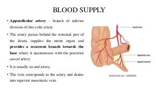 BLOOD SUPPLY
• Appendicular artery – branch of inferior
division of ileo-colic artery
• The artery passes behind the terminal part of
the ileum, supplies the entire organ and
provides a recurrent branch towards the
base where it anastomoses with the posterior
caecal artery.
• It is usually an end artery.
• The vein corresponds to the artery and drains
into superior mesenteric vein.
 