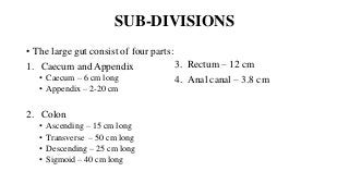 SUB-DIVISIONS
• The large gut consist of four parts:
1. Caecum and Appendix
• Caecum – 6 cm long
• Appendix – 2-20 cm
2. Colon
• Ascending – 15 cm long
• Transverse – 50 cm long
• Descending – 25 cm long
• Sigmoid – 40 cm long
3. Rectum – 12 cm
4. Anal canal – 3.8 cm
 