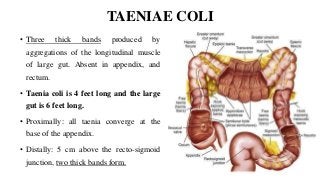 TAENIAE COLI
• Three thick bands produced by
aggregations of the longitudinal muscle
of large gut. Absent in appendix, and
rectum.
• Taenia coli is 4 feet long and the large
gut is 6 feet long.
• Proximally: all taenia converge at the
base of the appendix.
• Distally: 5 cm above the recto-sigmoid
junction, two thick bands form.
 