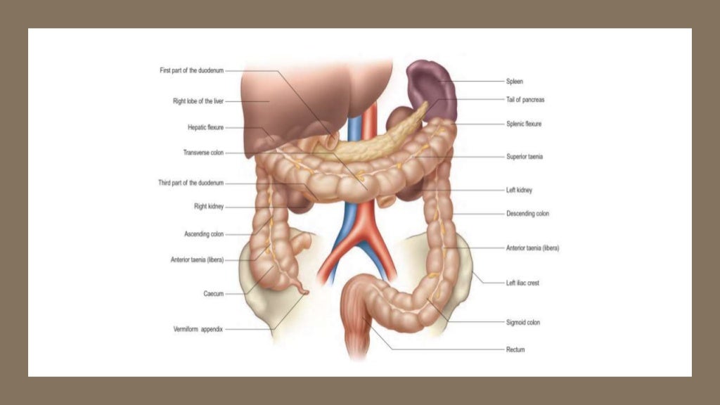 Large intestine , Caecum and Appendix.pptx