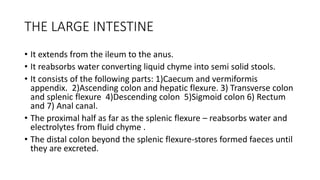 THE LARGE INTESTINE
• It extends from the ileum to the anus.
• It reabsorbs water converting liquid chyme into semi solid stools.
• It consists of the following parts: 1)Caecum and vermiformis
appendix. 2)Ascending colon and hepatic flexure. 3) Transverse colon
and splenic flexure 4)Descending colon 5)Sigmoid colon 6) Rectum
and 7) Anal canal.
• The proximal half as far as the splenic flexure – reabsorbs water and
electrolytes from fluid chyme .
• The distal colon beyond the splenic flexure-stores formed faeces until
they are excreted.
 