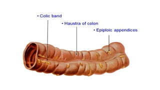Hausta Detailed Anatomy and Features of the Large Intestine and Liver | PPTX