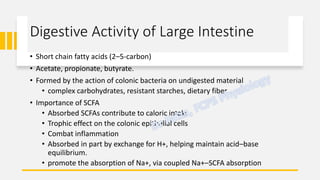 Large Intestine Physiology | PDF