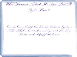 What Diseases Attack It? How Does It
            Fight Them?

Colorectal Cancer, Constipation, Diarrhea, Gardeners Syndrome,
IBD, IBS, and more! The mucus layer inside of the Large
            Intestine is what helps fight the diseases.
 
