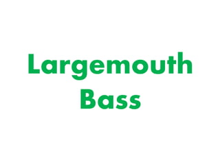 Largemouth 
Bass 
 