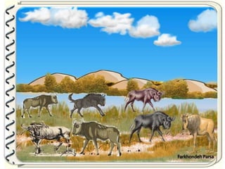 Large pastures f.parsa