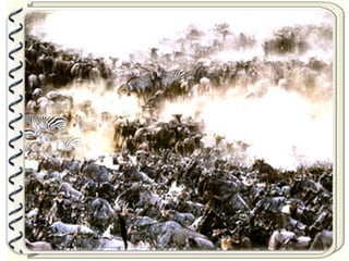 Large pastures f.parsa