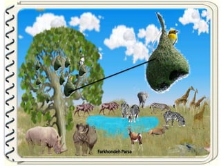 Large pastures f.parsa